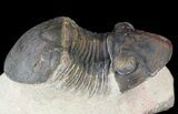 Paralejurus Trilobite Fossil - Foum Zguid, Morocco #53521-2